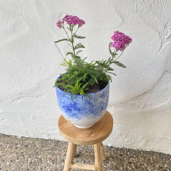 Cerise Queen Sky Flower Pot